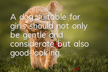A dog suitable for girls should not only be gentle and considerate, but also good-looking.