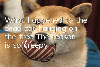 What happened to the dead cat hanging on the tree? The reason is so creepy