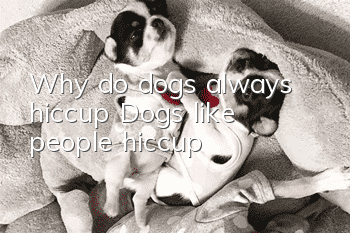 Why do dogs always hiccup? Dogs, like people, hiccup!