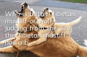 Who is better, Tibetan mastiff or wolf? Judging from the size, the Tibetan mastiff has a better chance of winning!