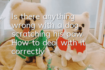 Is there anything wrong with a dog scratching his paw? How to deal with it correctly?
