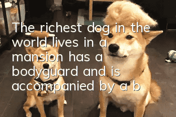 The richest dog in the world lives in a mansion, has a bodyguard and is accompanied by a beautiful woman