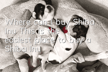 Where can I buy Shiba Inu? This is the easiest place to buy a Shiba Inu!