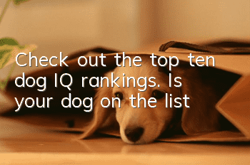 Check out the top ten dog IQ rankings. Is your dog on the list?