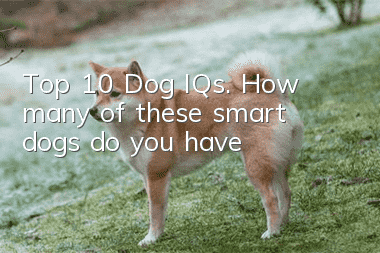 Top 10 Dog IQs. How many of these smart dogs do you have?