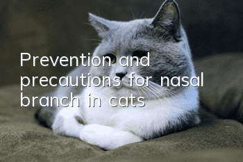 Prevention and precautions for nasal branch in cats