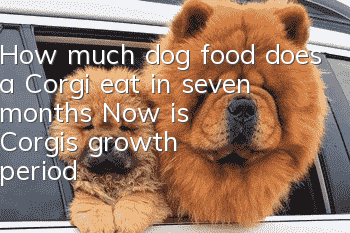How much dog food does a Corgi eat in seven months? Now is Corgi’s growth period!