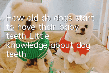 How old do dogs start to have their baby teeth? Little knowledge about dog teeth!