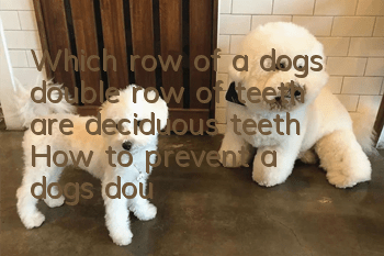 Which row of a dog’s double row of teeth are deciduous teeth? How to prevent a dog’s double row of teeth?