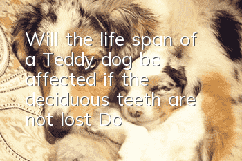 Will the life span of a Teddy dog be affected if the deciduous teeth are not lost? Do you know the dangers of double rows of teeth?
