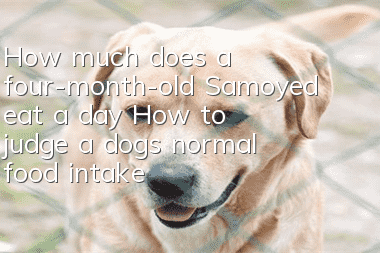 How much does a four-month-old Samoyed eat a day? How to judge a dog’s normal food intake?