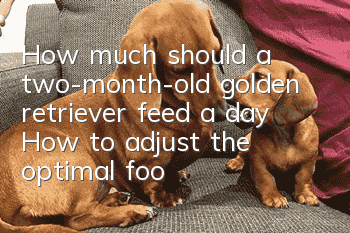 How much should a two-month-old golden retriever feed a day? How to adjust the optimal food intake of a golden retriever?