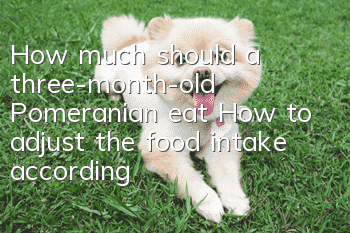 How much should a three-month-old Pomeranian eat? How to adjust the food intake according to the dog’s condition?