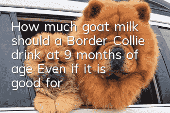 How much goat milk should a Border Collie drink at 9 months of age? Even if it is good for the Border Collie, it should not be overdosed!