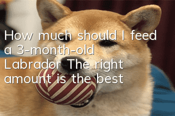 How much should I feed a 3-month-old Labrador? The right amount is the best!