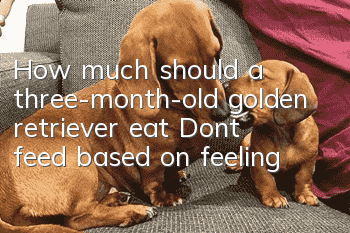 How much should a three-month-old golden retriever eat? Don’t feed based on feeling