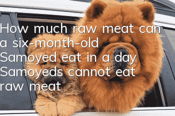 How much raw meat can a six-month-old Samoyed eat in a day? Samoyeds cannot eat raw meat!