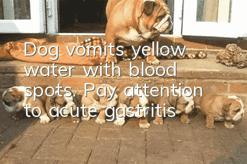 Dog vomits yellow water with blood spots. Pay attention to acute gastritis