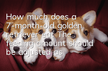 How much does a 7-month-old golden retriever eat? The feeding amount should be adjusted as needed