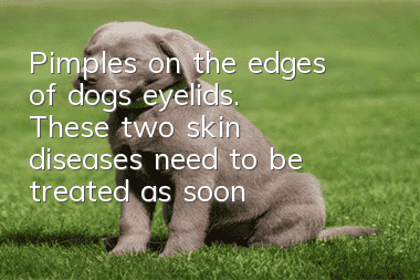 Pimples on the edges of dog’s eyelids. These two skin diseases need to be treated as soon as possible.
