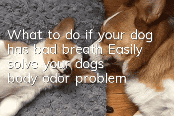 What to do if your dog has bad breath? Easily solve your dog’s body odor problem