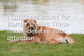 Nutritional issues for Border Collies: These issues deserve your attention!