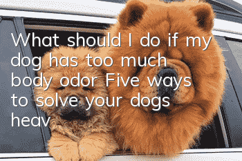 What should I do if my dog has too much body odor? Five ways to solve your dog’s heavy body odor from the source