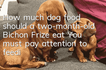 How much dog food should a two-month-old Bichon Frize eat? You must pay attention to feeding puppies!