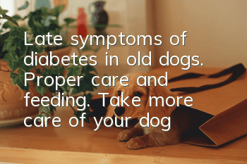 Late symptoms of diabetes in old dogs. Proper care and feeding. Take more care of your dog.
