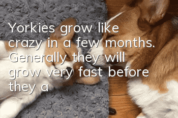 Yorkies grow like crazy in a few months. Generally, they will grow very fast before they are 1 year old!