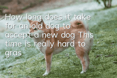 How long does it take for an old dog to accept a new dog? This time is really hard to grasp!