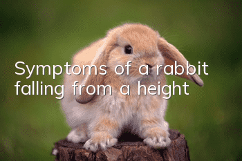 Symptoms of a rabbit falling from a height