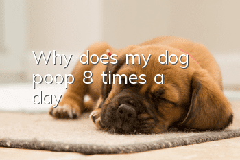 Why does my dog poop 8 times a day?