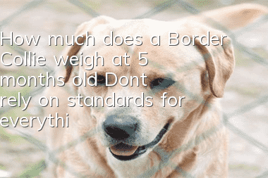 How much does a Border Collie weigh at 5 months old? Don’t rely on standards for everything