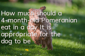 How much should a 4-month-old Pomeranian eat in a day? It is appropriate for the dog to be full but not full!