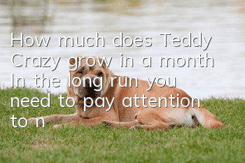 How much does Teddy Crazy grow in a month? In the long run, you need to pay attention to nutritional balance.
