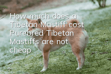 How much does a Tibetan Mastiff cost? Purebred Tibetan Mastiffs are not cheap!