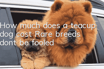 How much does a teacup dog cost? Rare breeds, don’t be fooled!