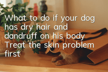 What to do if your dog has dry hair and dandruff on his body? Treat the skin problem first