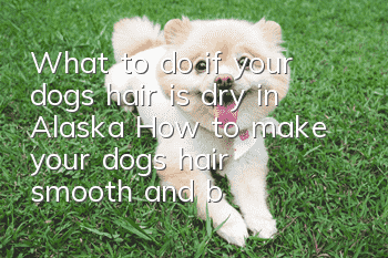 What to do if your dog’s hair is dry in Alaska? How to make your dog’s hair smooth and beautiful?
