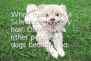 What to do if your Schnauzer has dry hair. Don’t envy other people’s dogs’ beautiful hair.