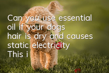 Can you use essential oil if your dog’s hair is dry and causes static electricity? This is how static electricity should be eliminated