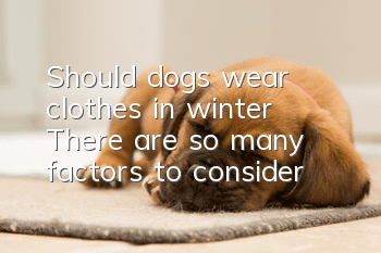 Should dogs wear clothes in winter? There are so many factors to consider