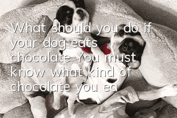 What should you do if your dog eats chocolate? You must know what kind of chocolate you eat!