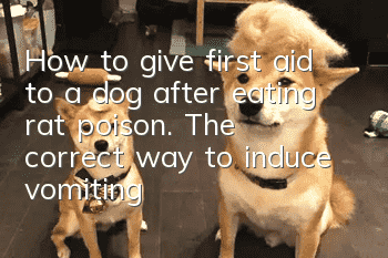 How to give first aid to a dog after eating rat poison. The correct way to induce vomiting.get