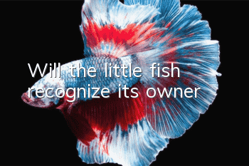 Will the little fish recognize its owner?