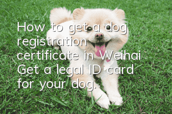 How to get a dog registration certificate in Weihai? Get a legal ID card for your dog.