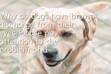 Why do dogs have brown discharge from their eyes? Please pay attention to the problem of dog eye droppings