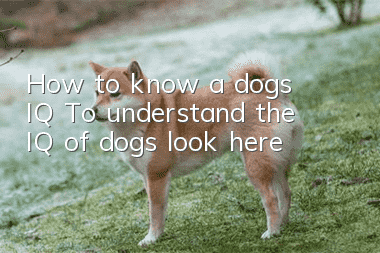 How to know a dog’s IQ? To understand the IQ of dogs, look here!