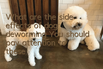 What are the side effects of dog deworming? You should pay attention to these!